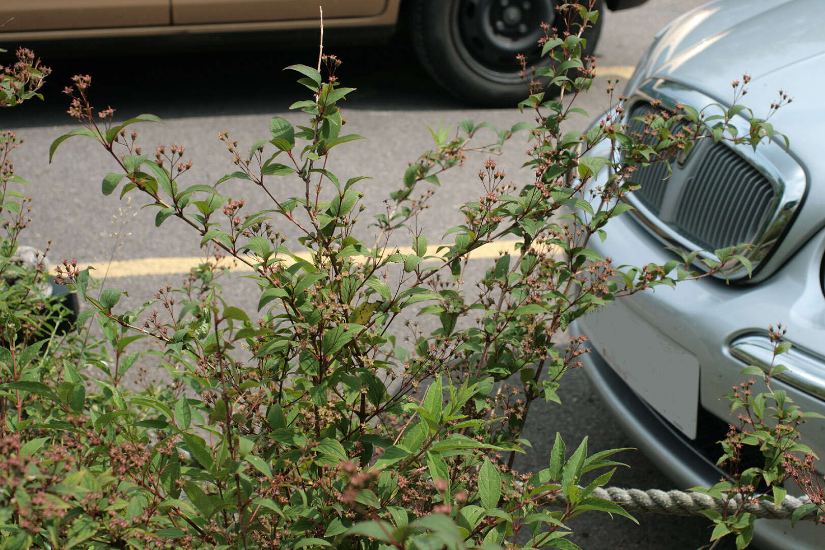 Image of <i>Deutzia rosea</i>