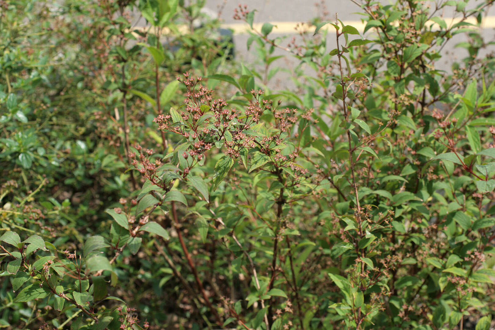 Image of <i>Deutzia rosea</i>