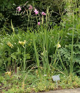 Image of Dierama pulcherrimum (Hook. fil.) Baker