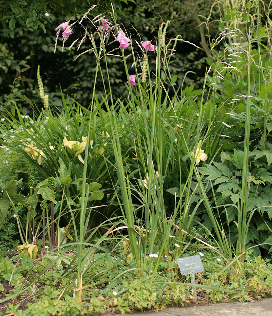 Image of Dierama pulcherrimum (Hook. fil.) Baker