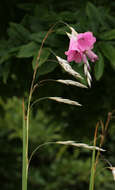 Image of Dierama pulcherrimum (Hook. fil.) Baker