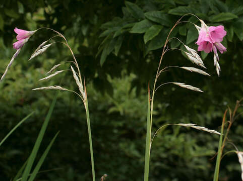 Image of Dierama pulcherrimum (Hook. fil.) Baker