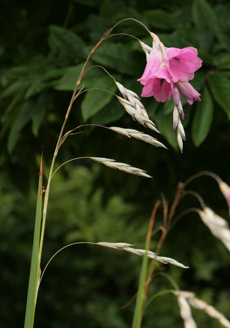 Image of Dierama pulcherrimum (Hook. fil.) Baker