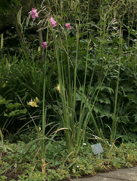 Image of Dierama pulcherrimum (Hook. fil.) Baker