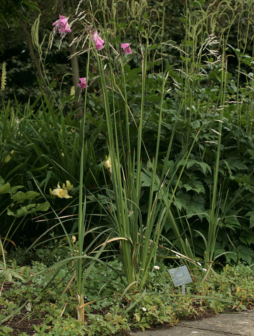 Image of Dierama pulcherrimum (Hook. fil.) Baker