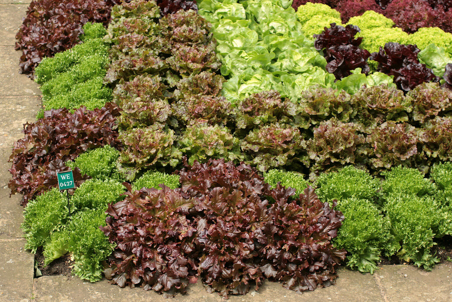 Image of garden lettuce