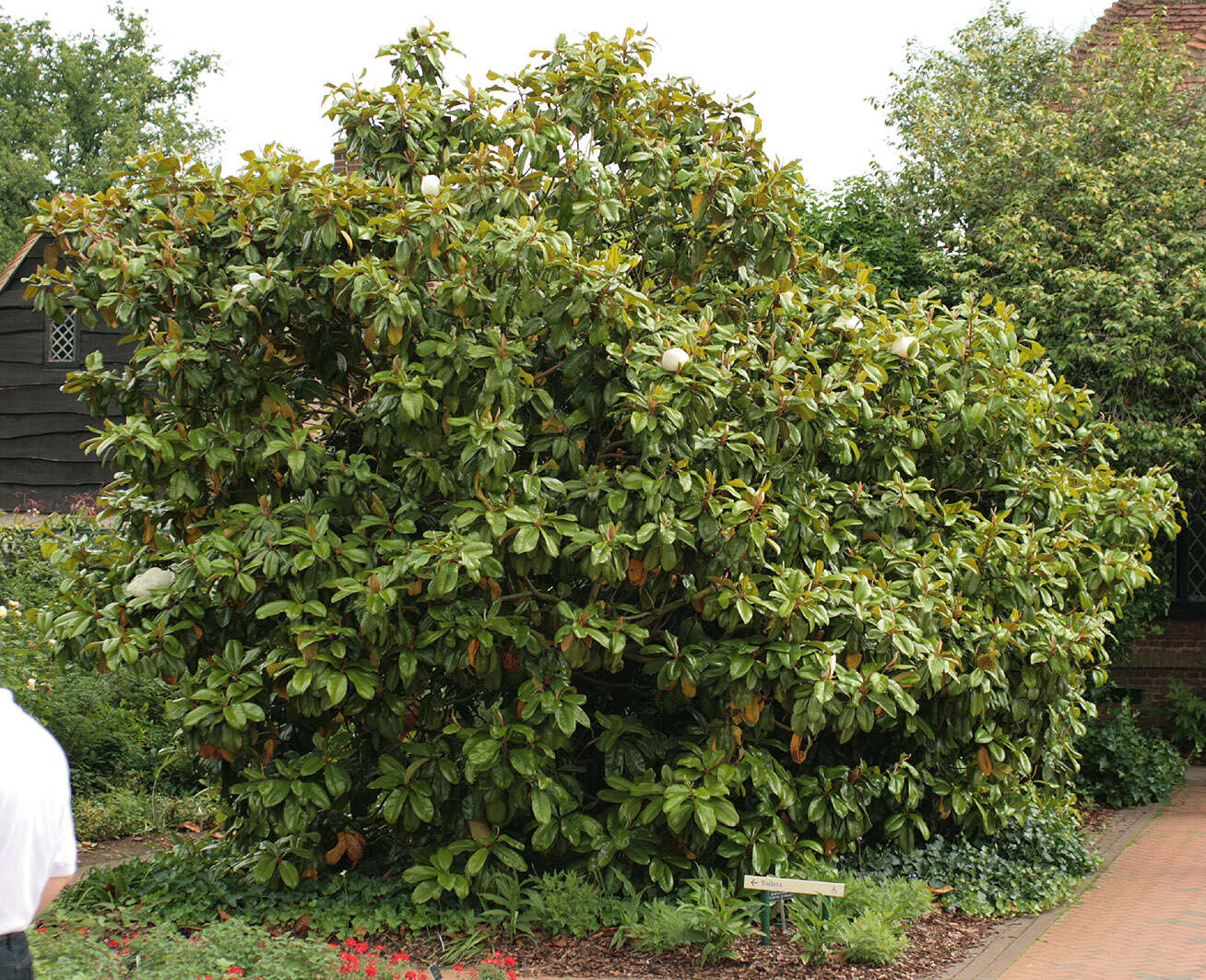 Imagem de Magnolia grandiflora L.