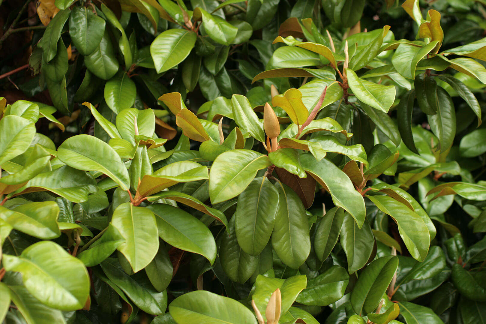 Imagem de Magnolia grandiflora L.