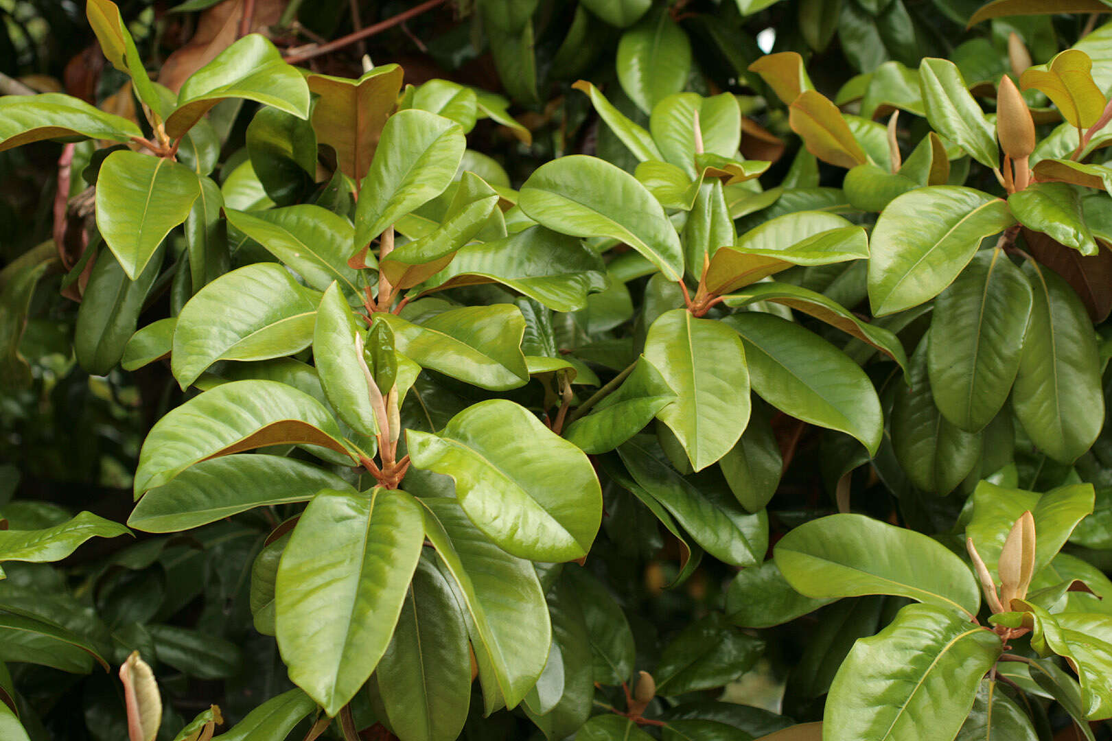 Imagem de Magnolia grandiflora L.