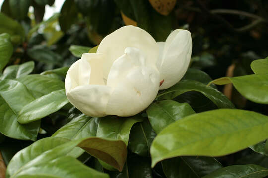 Image of southern magnolia