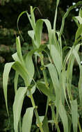 Arundo resmi