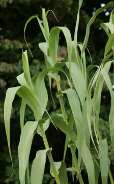 Arundo resmi