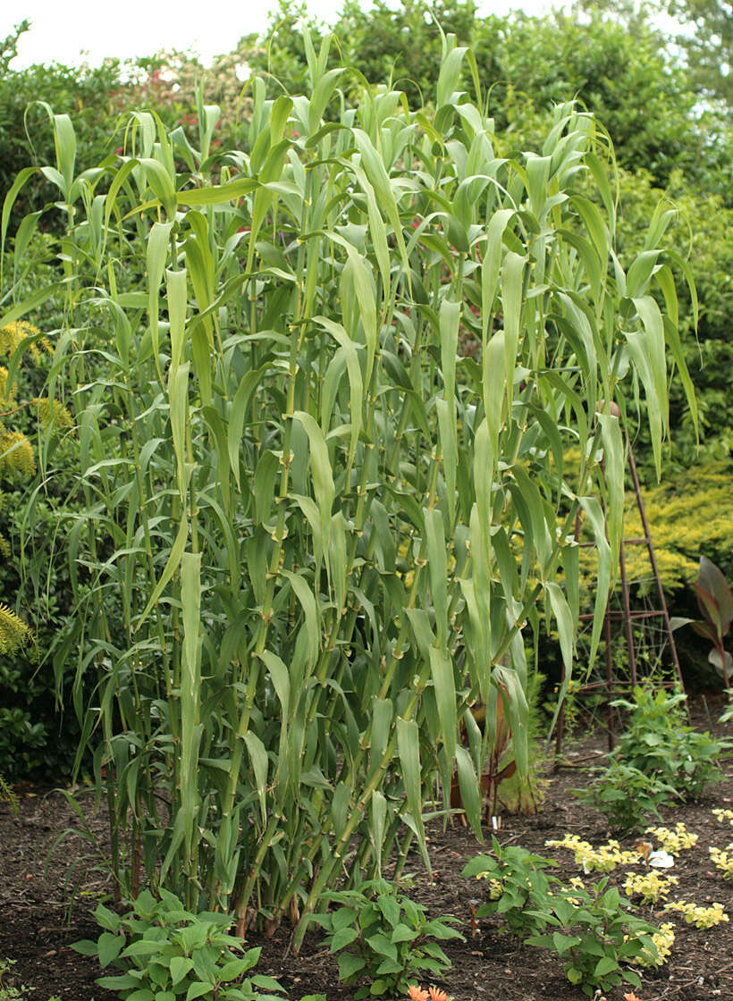 Arundo resmi