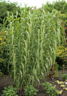 Arundo resmi