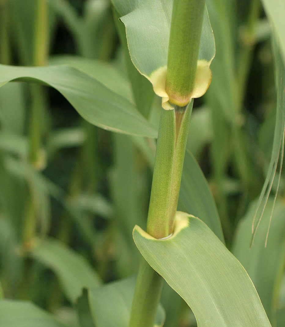 Arundo resmi