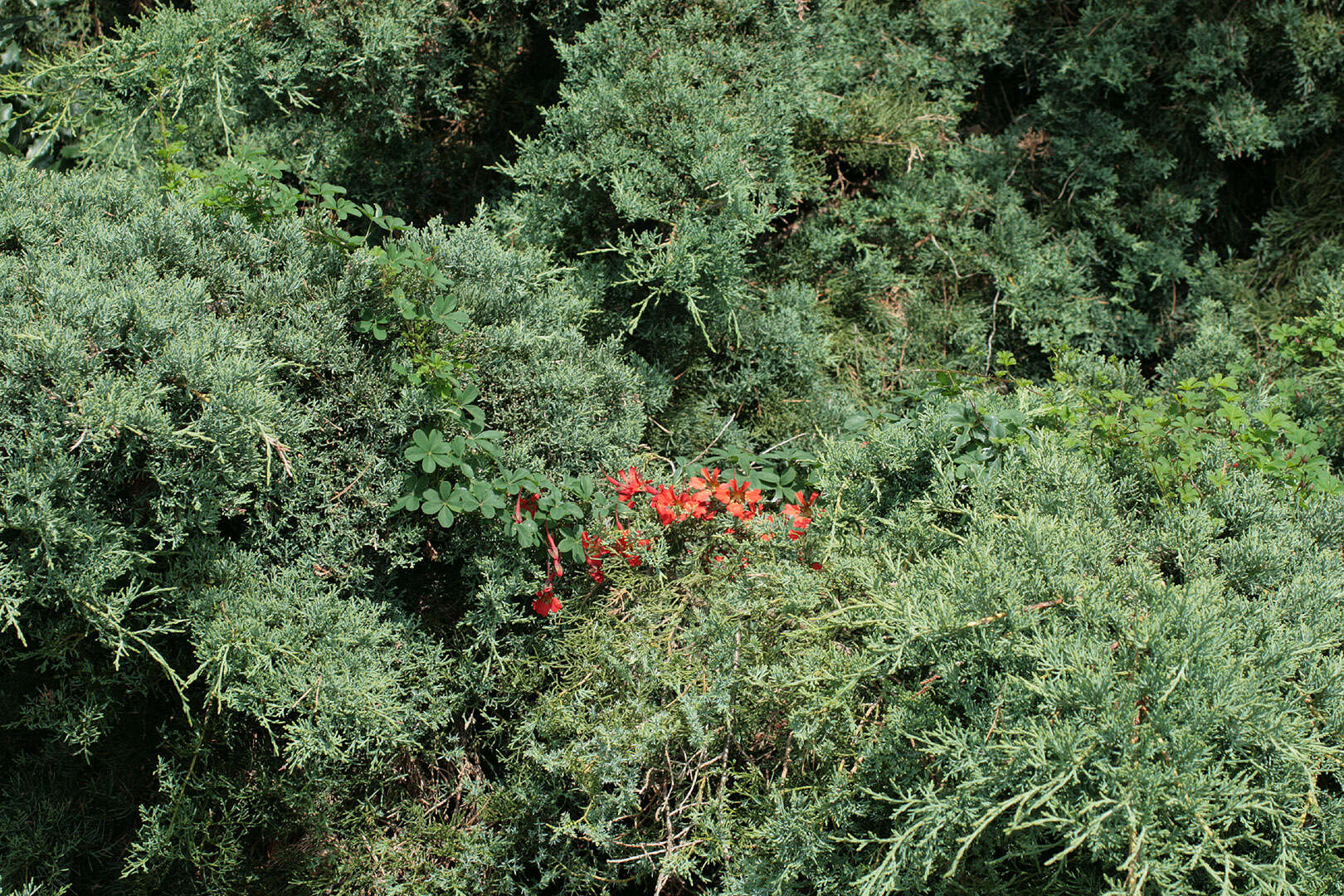 Image of Chilean Flame Creeper