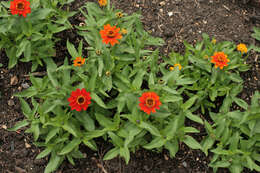 Image of zinnia