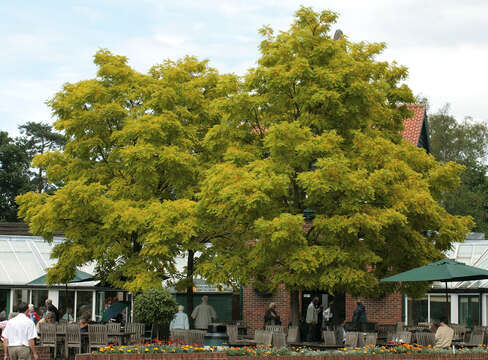 Image of black locust