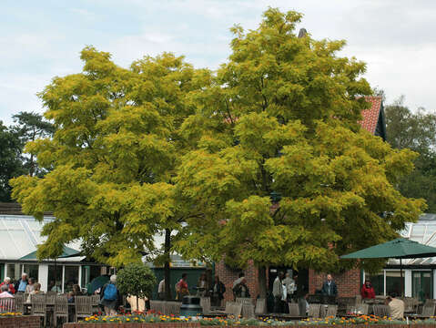 Image of black locust