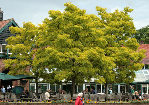 Image of black locust