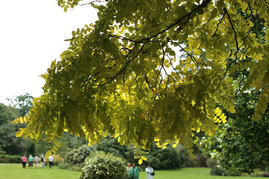 Image of black locust