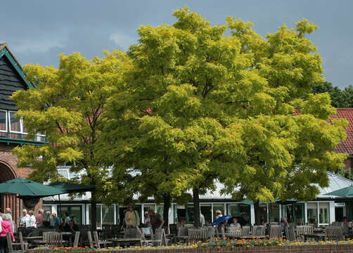 Image of black locust