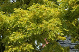 Image of black locust