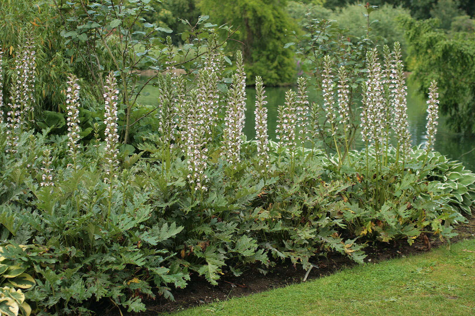 Image of acanthus