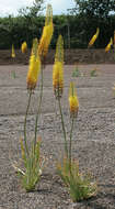 Image of Foxtail Lily