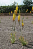 Image of Foxtail Lily