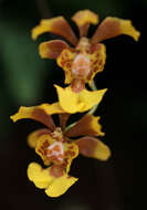 Imagem de Grandiphyllum divaricatum (Lindl.) Docha Neto