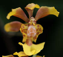 Imagem de Grandiphyllum divaricatum (Lindl.) Docha Neto