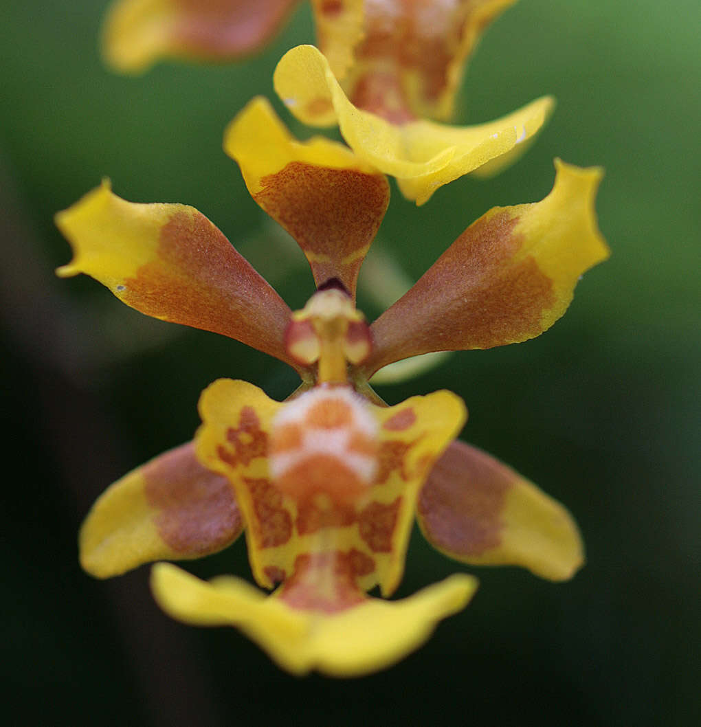 Imagem de Grandiphyllum divaricatum (Lindl.) Docha Neto