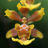 Imagem de Grandiphyllum divaricatum (Lindl.) Docha Neto