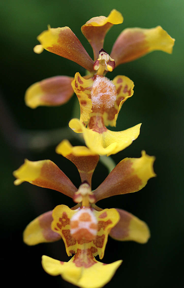 Imagem de Grandiphyllum divaricatum (Lindl.) Docha Neto