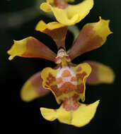 Imagem de Grandiphyllum divaricatum (Lindl.) Docha Neto