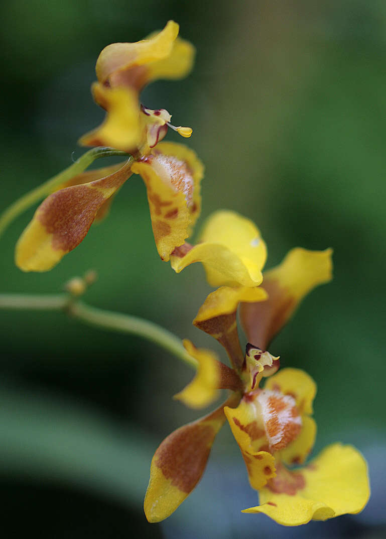 Imagem de Grandiphyllum divaricatum (Lindl.) Docha Neto