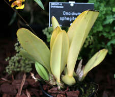 Imagem de Grandiphyllum divaricatum (Lindl.) Docha Neto