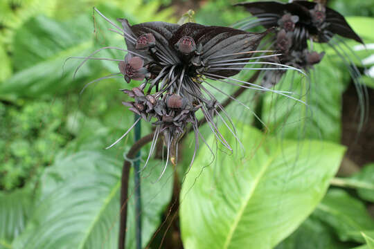 Image of black bat flower