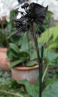 Image of black bat flower