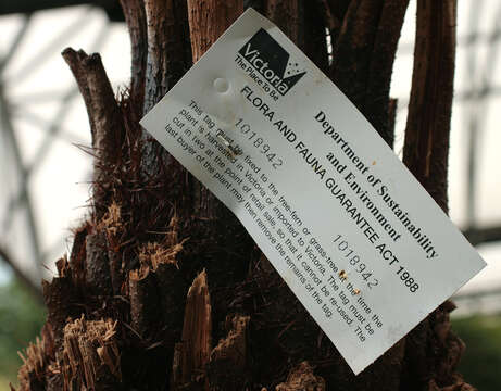 Image of Rough Tree Fern