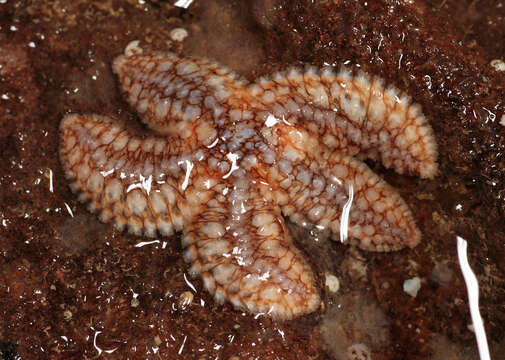 Image of Common sea star