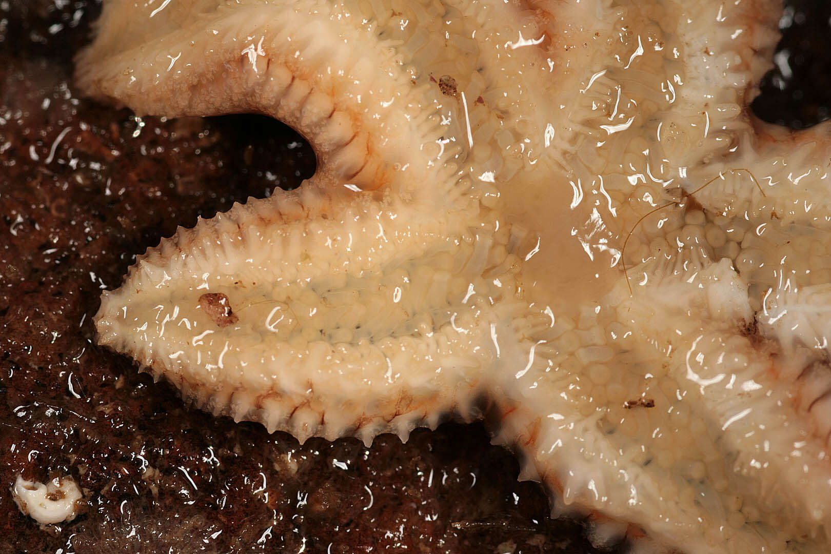 Image of Common sea star