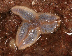 Image of Common sea star