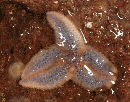 Image of Common sea star