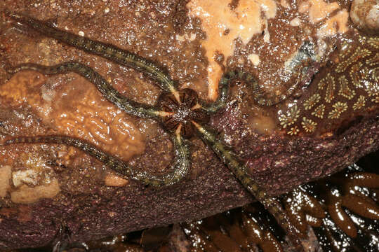 Image of Common brittlestar