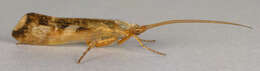 Image of Limnephilus lunatus Curtis 1834