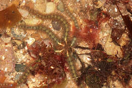 Image of Common brittlestar