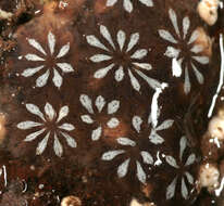 Image of Star ascidian