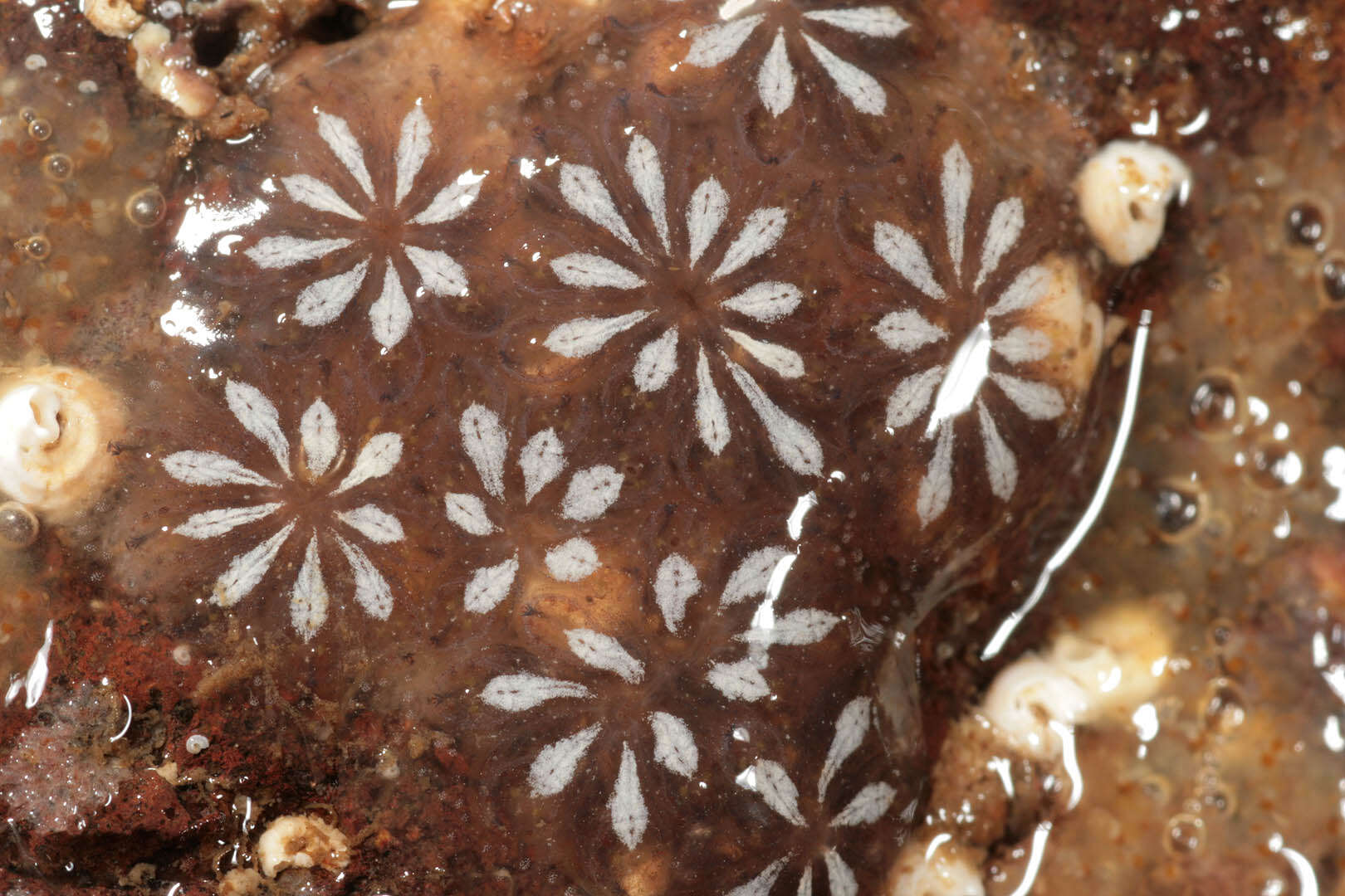 Image of Star ascidian